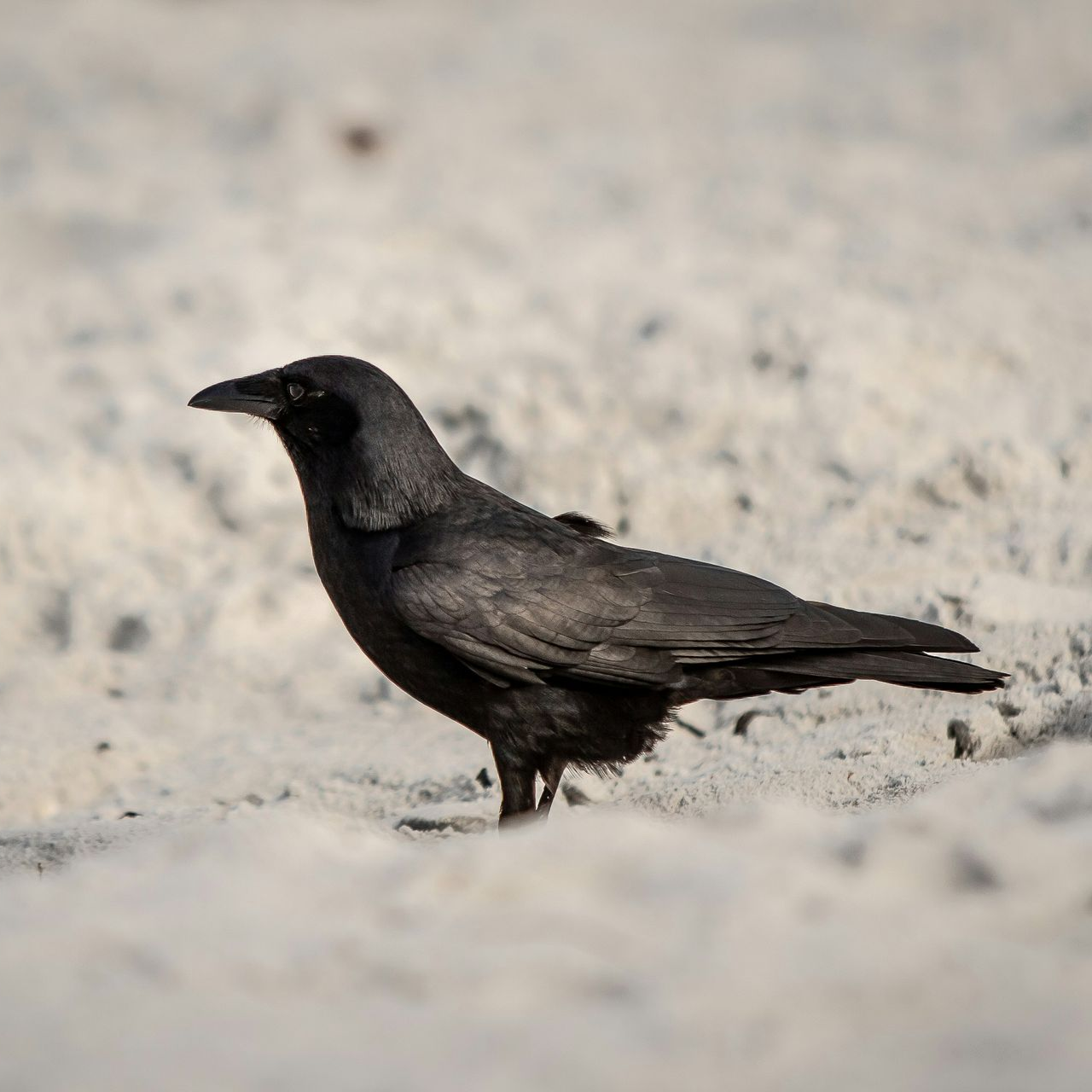 Black crow perched on a white sandy beach.