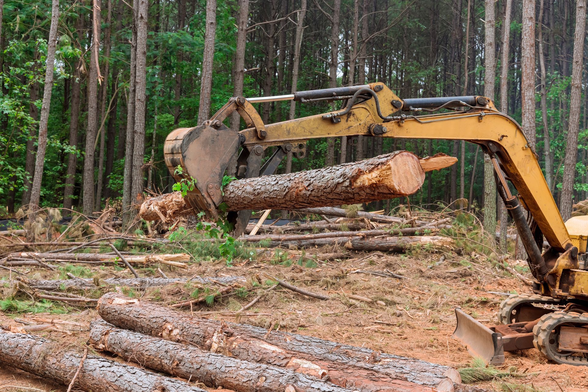 Yellow excavator lifting a log in a forest clearing, with other logs on the ground.