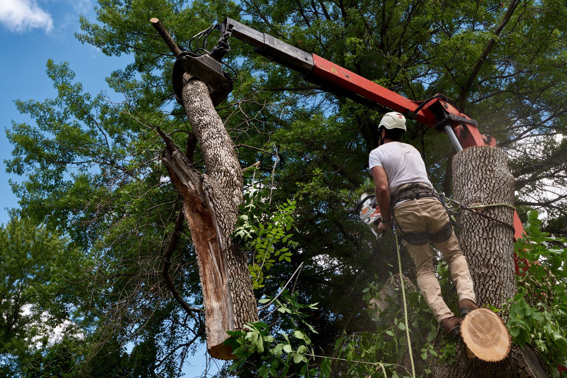 Arborist cutting tree trunk with chainsaw, crane holding section of tree.