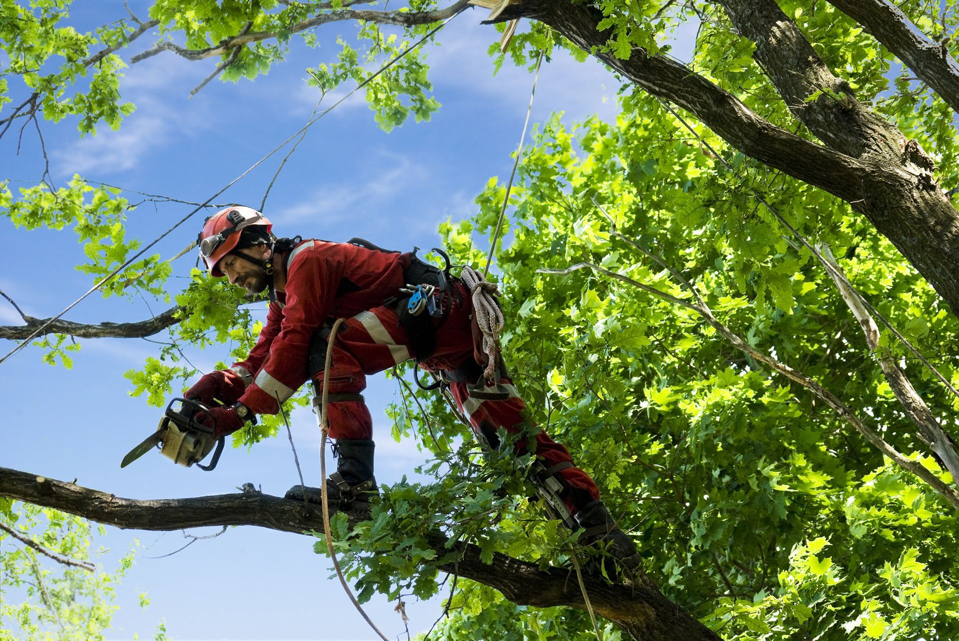 Arborist in yellow helmet uses a chainsaw to cut a tree trunk, secured by ropes.