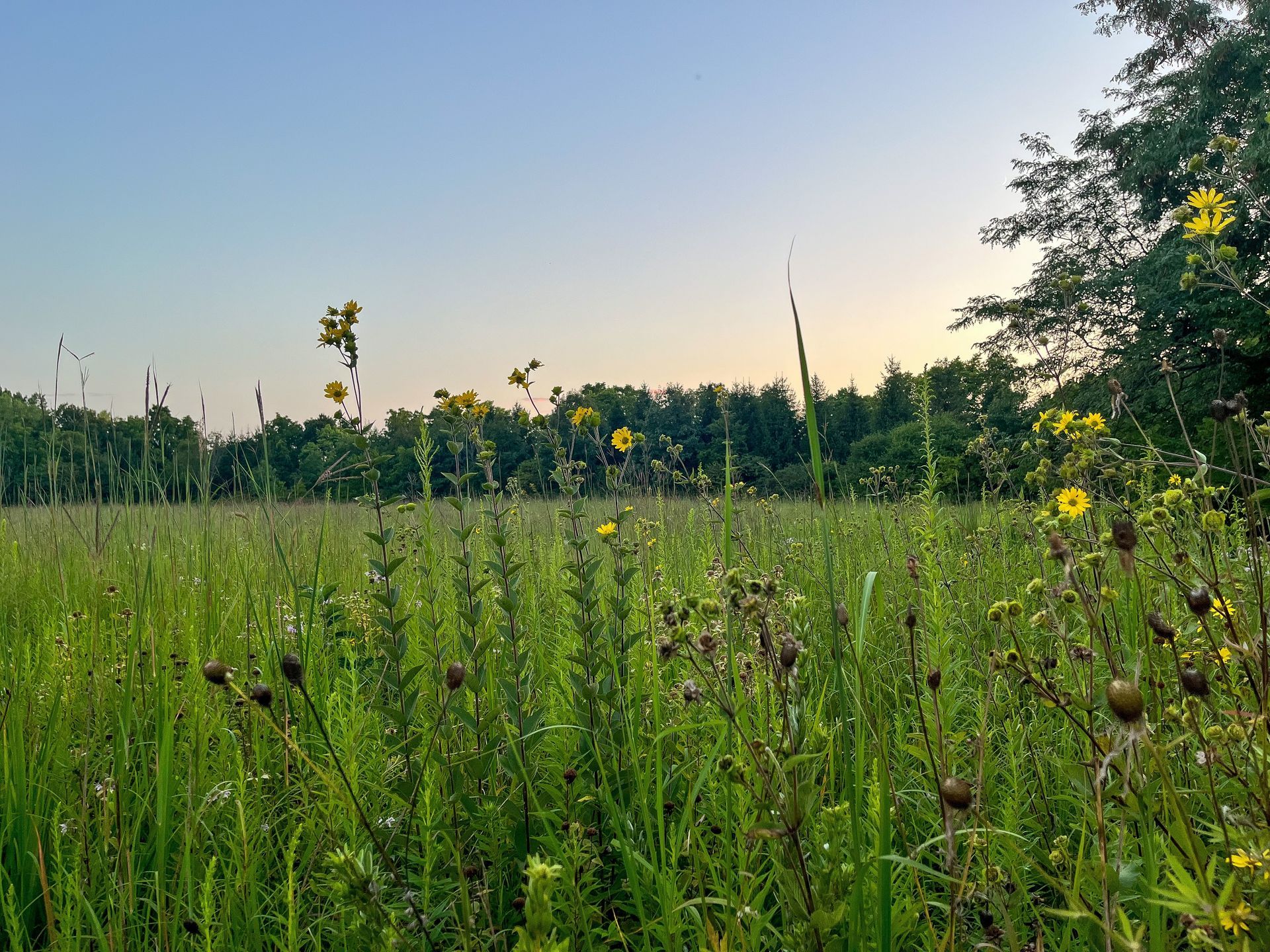 Grassy field with wildflowers under a clear, pale blue sky at sunset; trees in the background.