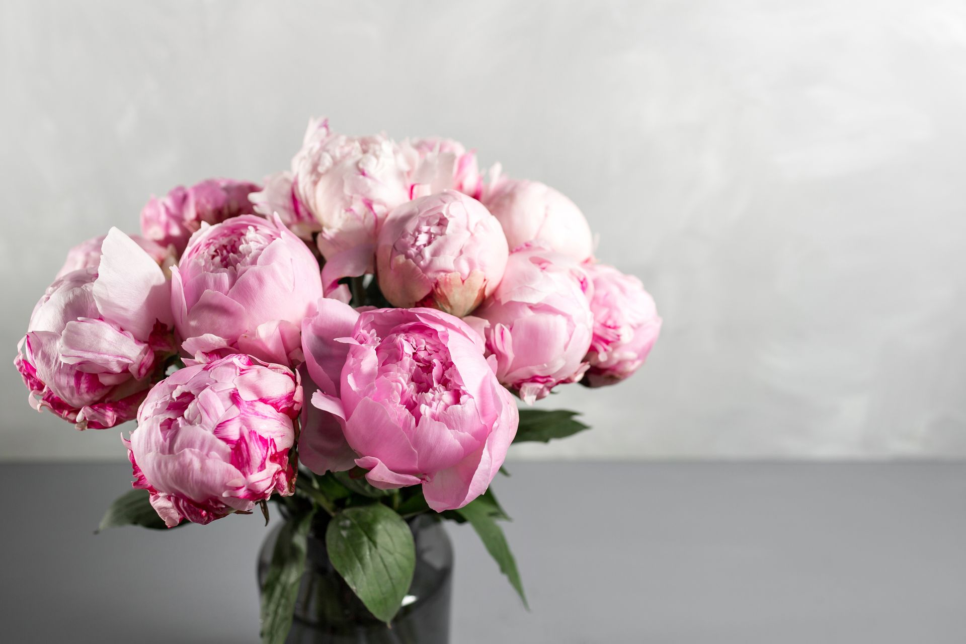 Bouquet of pink and white peonies in a glass vase, against a grey background.
