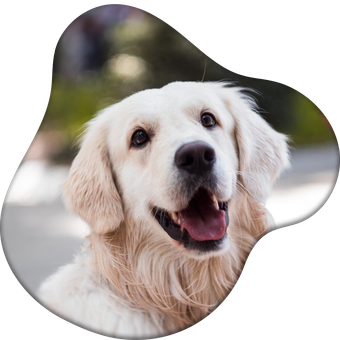 A close up of a white dog with its mouth open