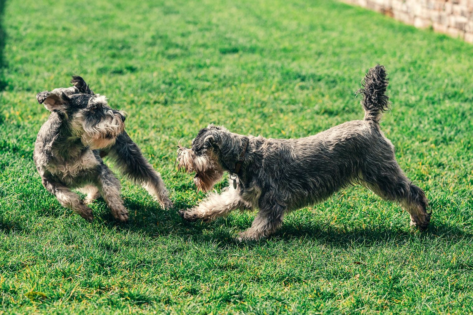 Two small dogs are playing in the grass.