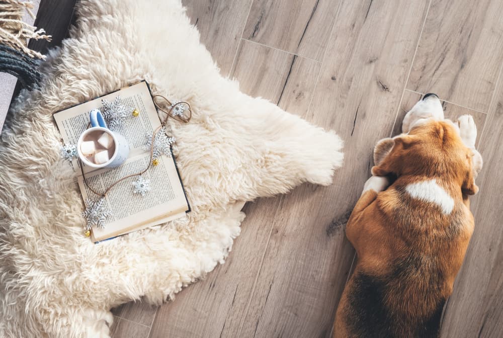 Book And Mug On The  Carpet - Carpet in South Burnett, QLD