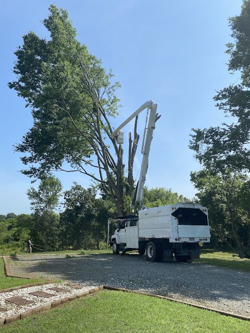 tree services 5