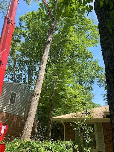 tree services 12