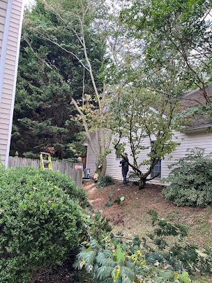 tree services 13