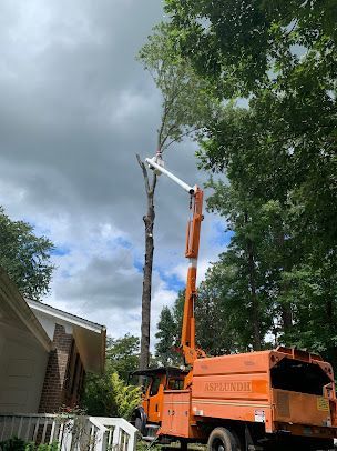 tree services 18