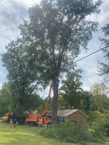 tree services 20