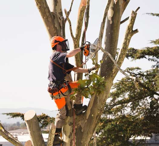 Sawing Top Of The Tree