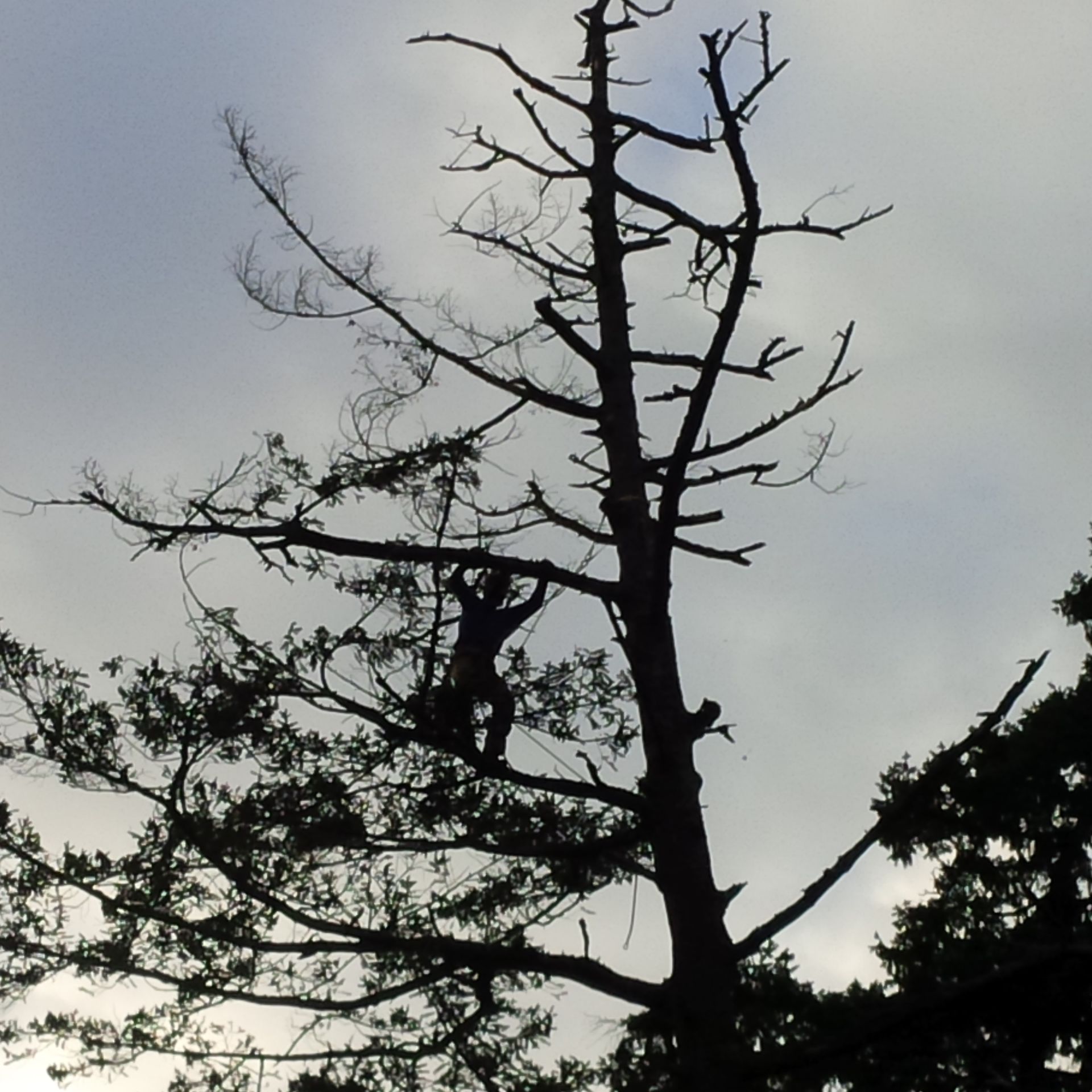 Arborist harnessed in tree trimming branches
