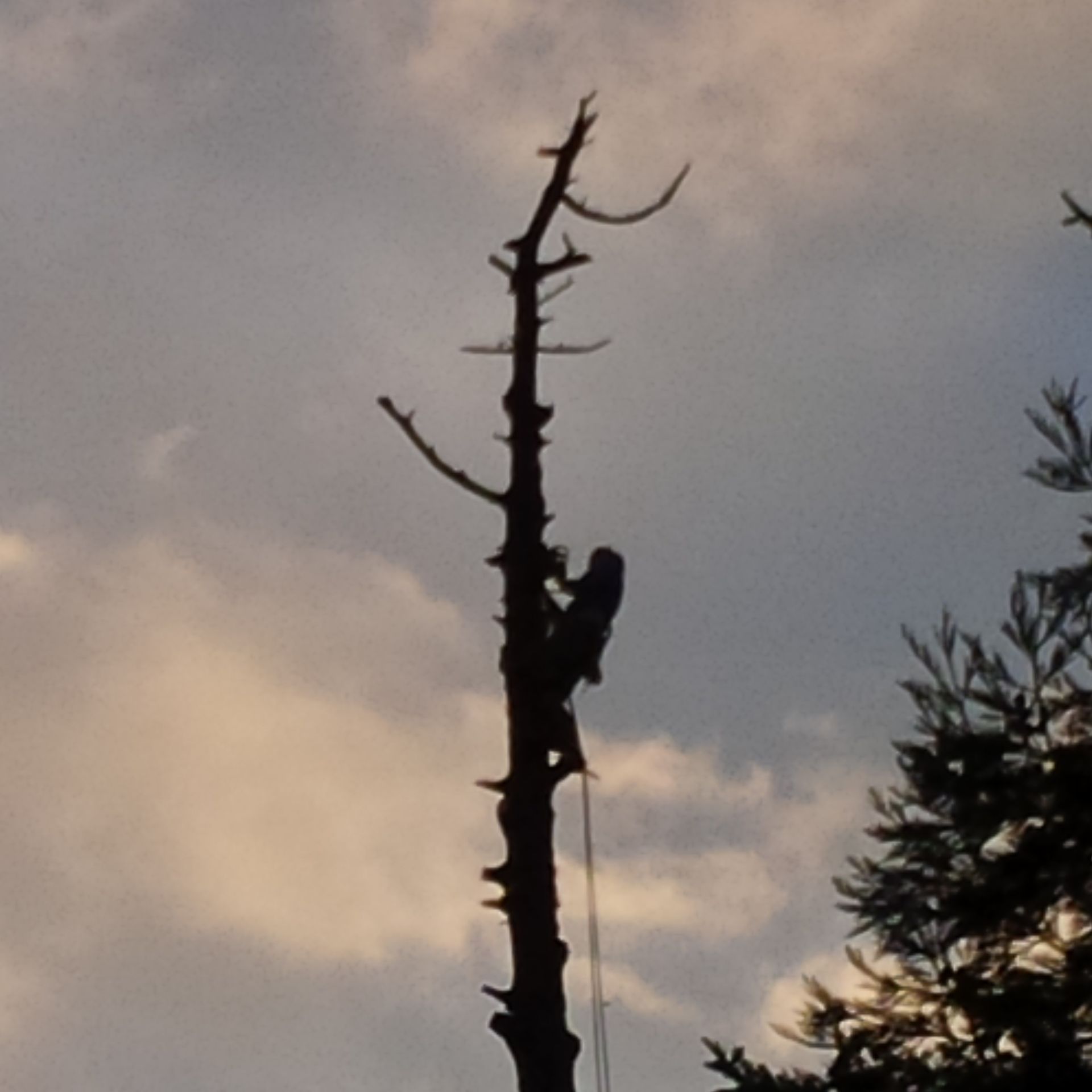 Arborist harnessed in tree and topping dead sections of the tree