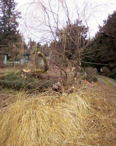 Shrubs in landscape