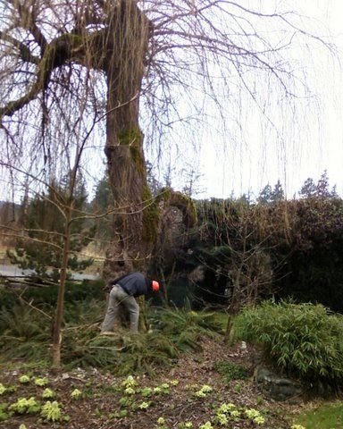 Another view of the tree about to get removed