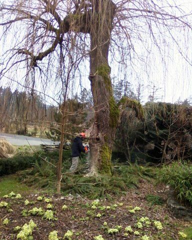 A big unsightly tree about to get removed