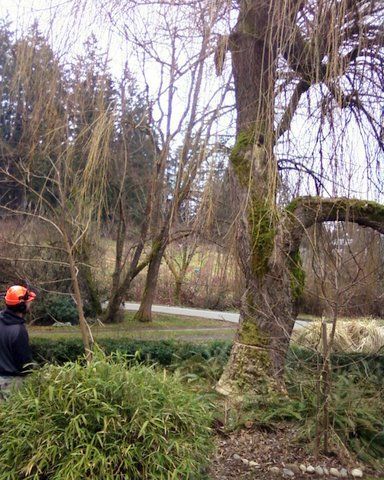 Larix Landscape worker looking at tree to create plan to remove it