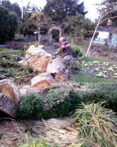 Tree trunk cut into sections for easier removal