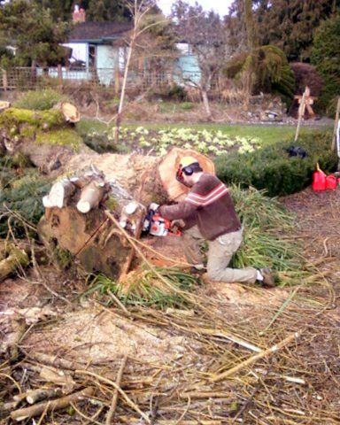 Larix Landscape arborist cutting up felled tree trunk