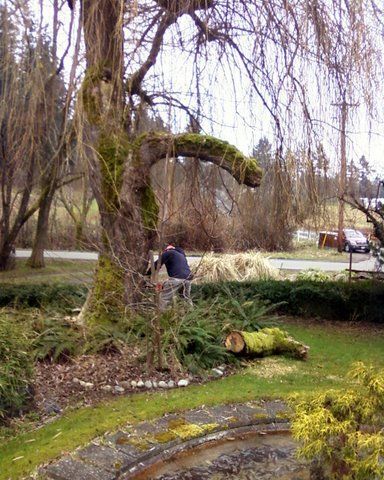 Getting ready to remove a tree from landscape