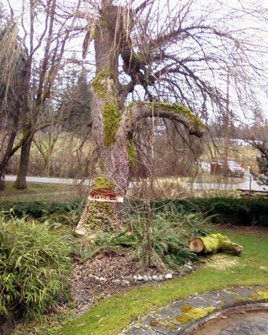The landscape as it looks before tree removal