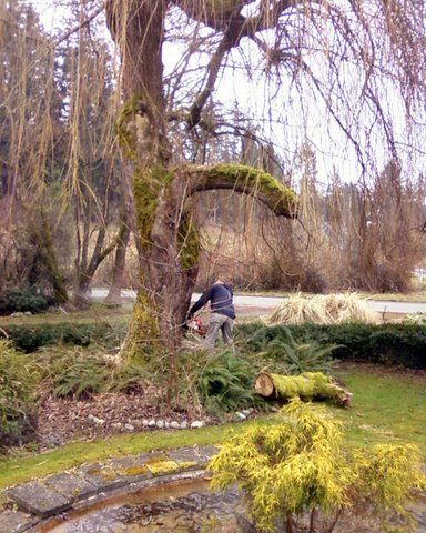 Worker assessing tree for removal