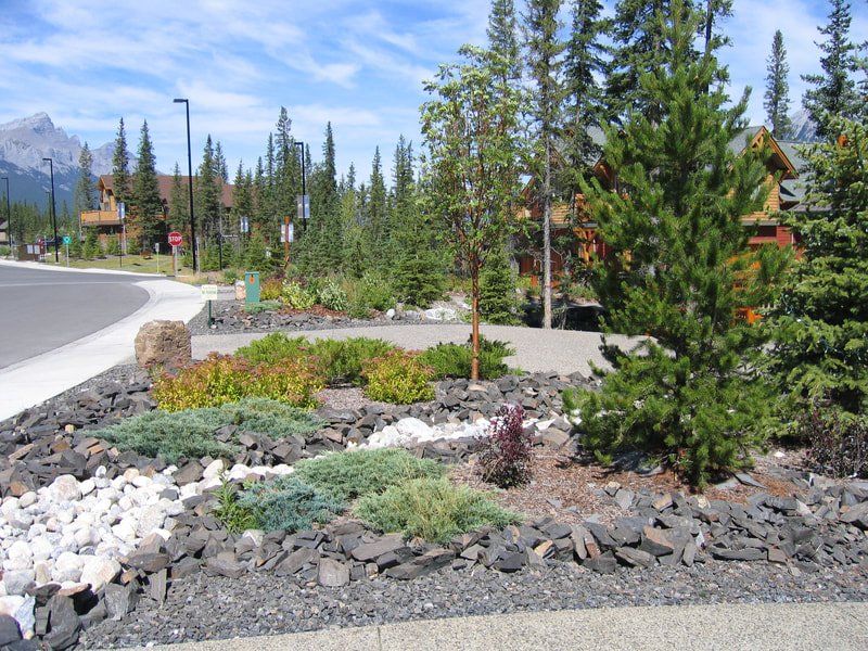 New landscape installation showing trees and rocks around a rain garden
