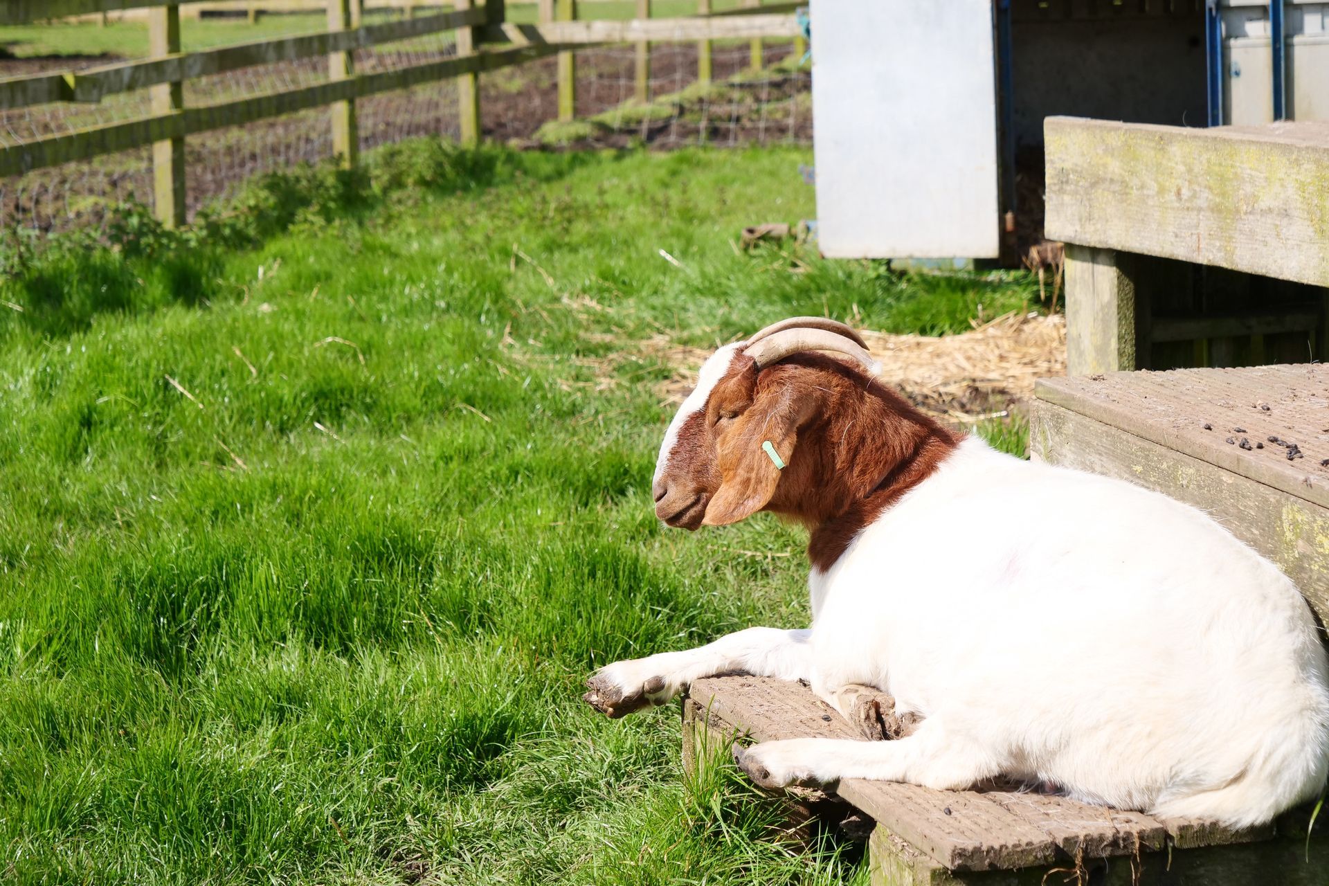 A brown and white goat is laying on some steps in the grass.
