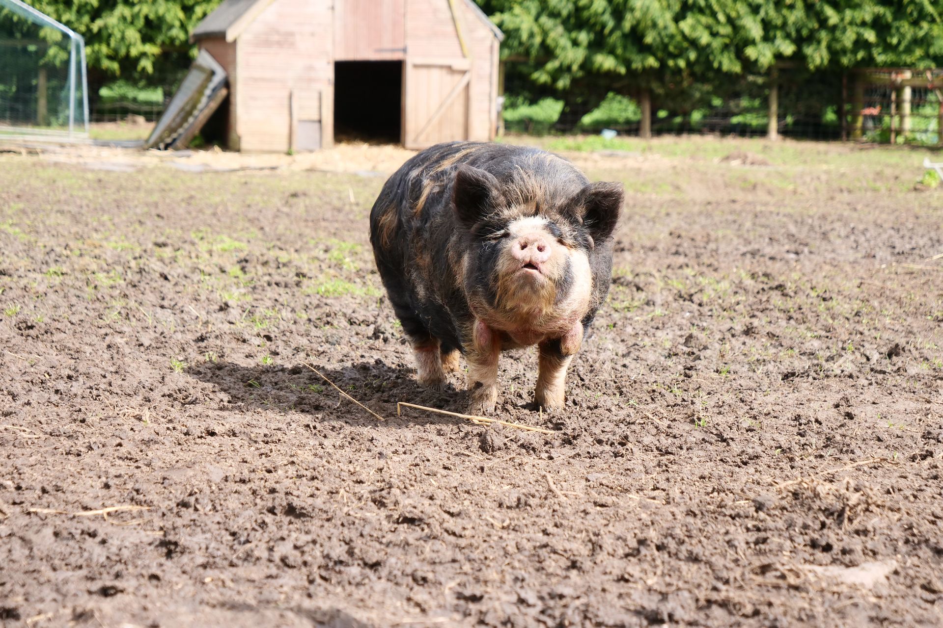 A pig is standing in a muddy field looking at the camera.