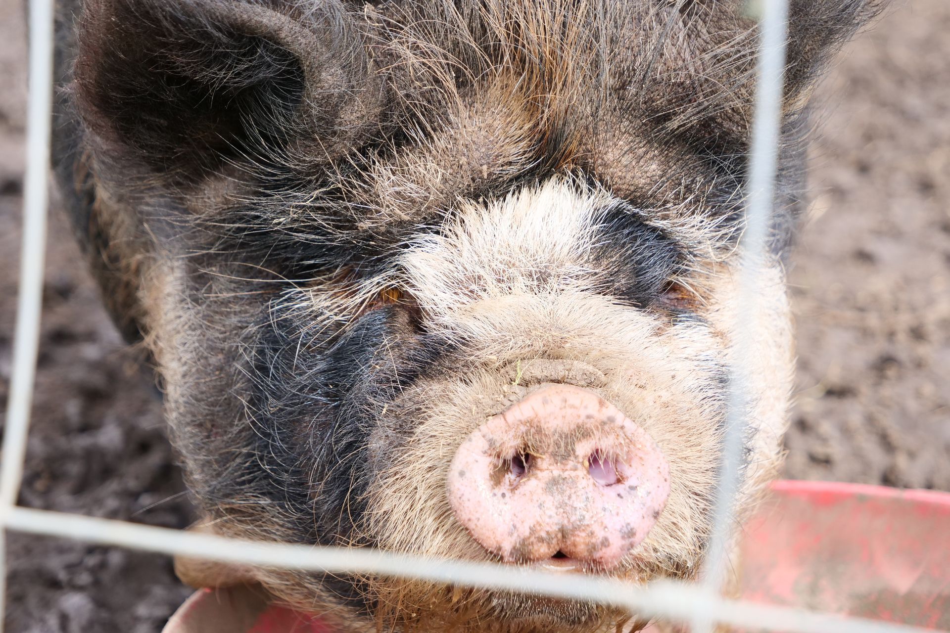A close up of a pig behind a fence looking at the camera.