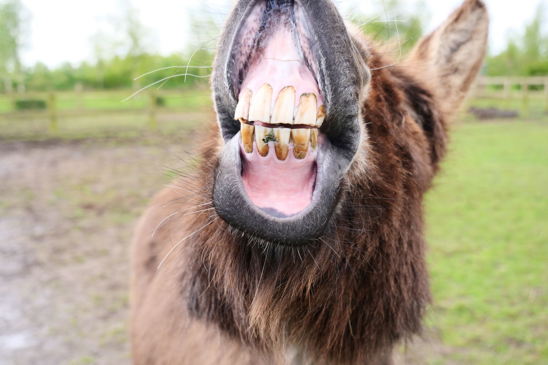A close up of a donkey with its mouth open.