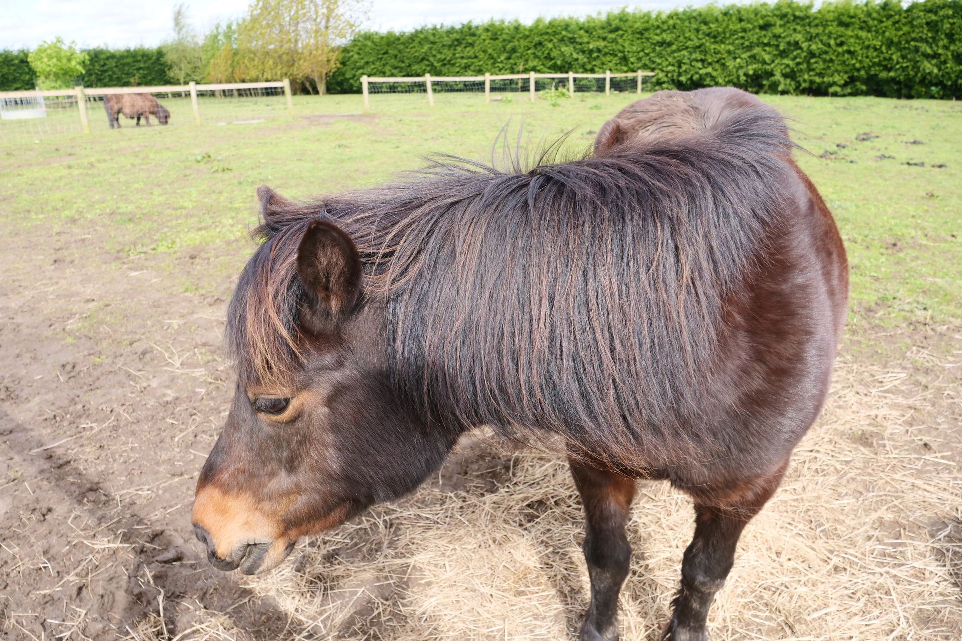 A brown pony is standing in a field with a fence in the background.