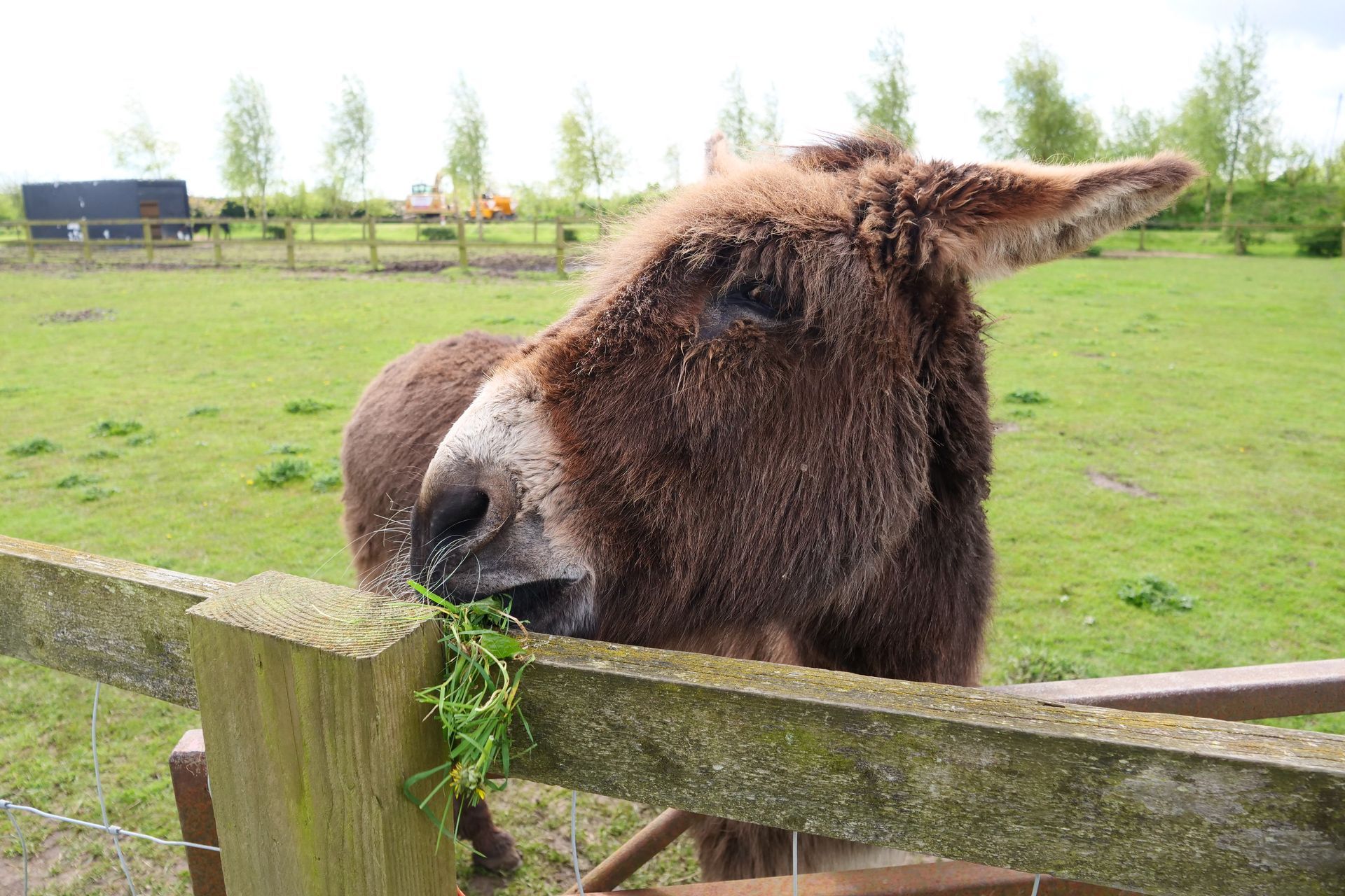 A donkey is eating grass from a wooden fence in a field.