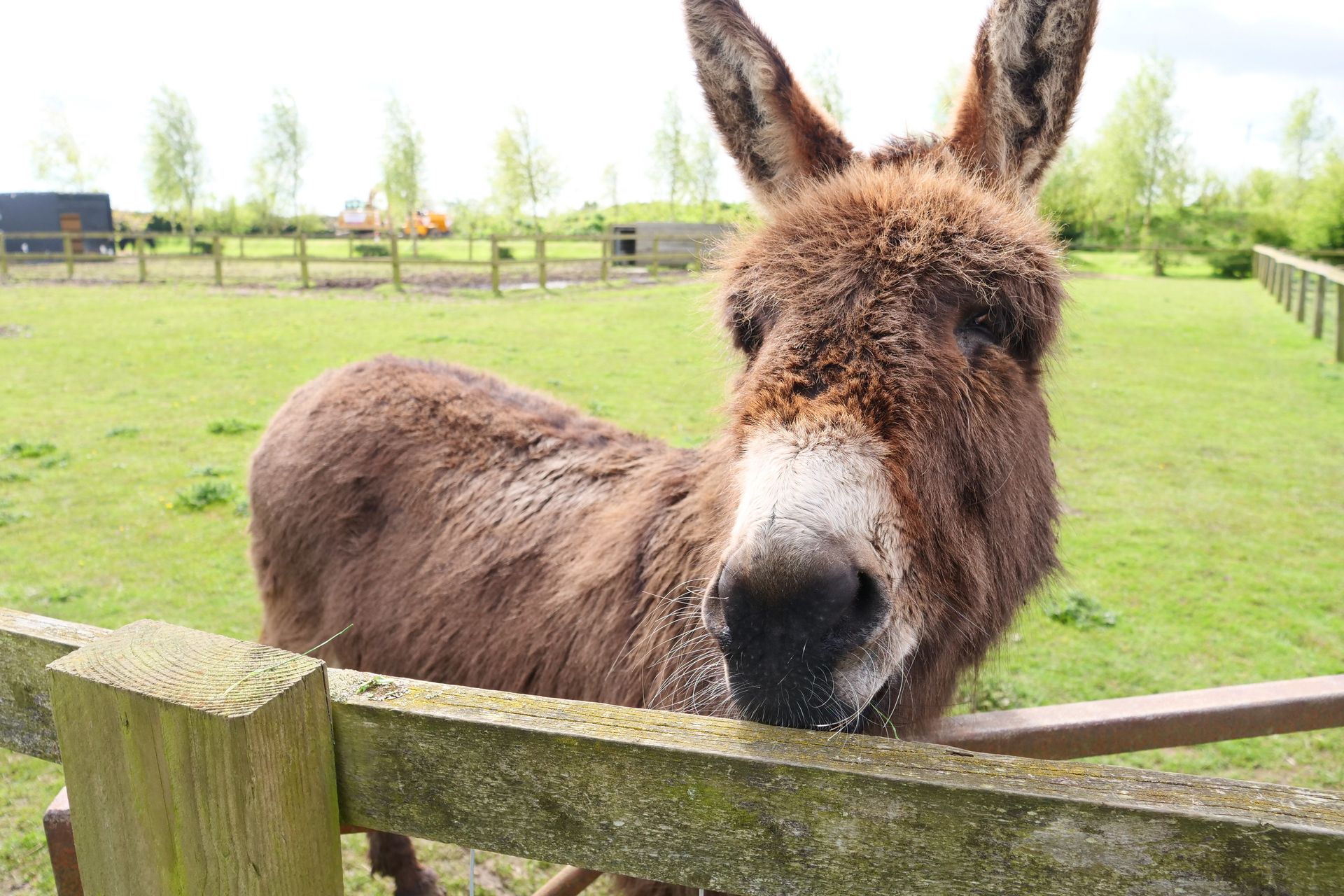 A donkey is sticking its head over a wooden fence in a field.