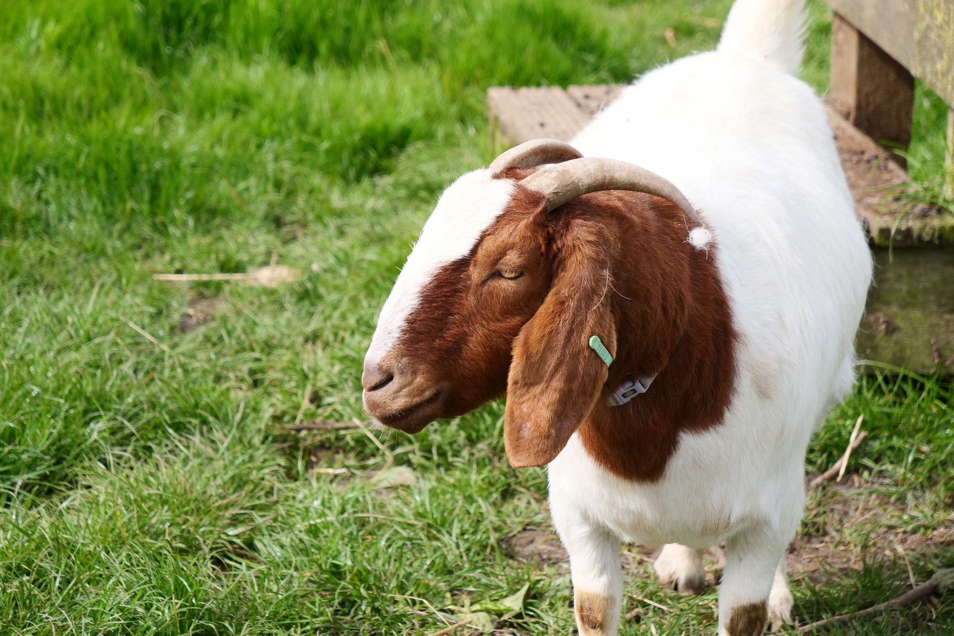 A brown and white goat with horns is standing in the grass.