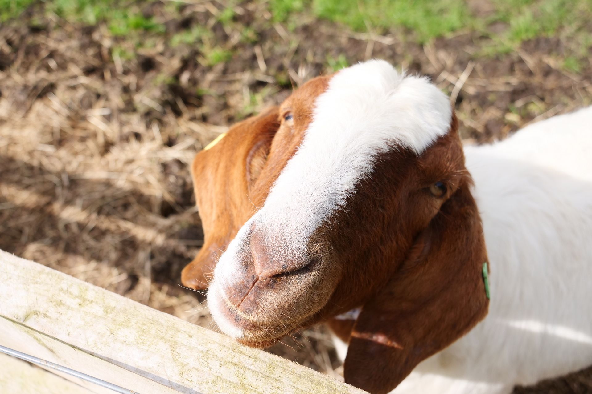 A brown and white goat is sticking its head over a wooden fence.