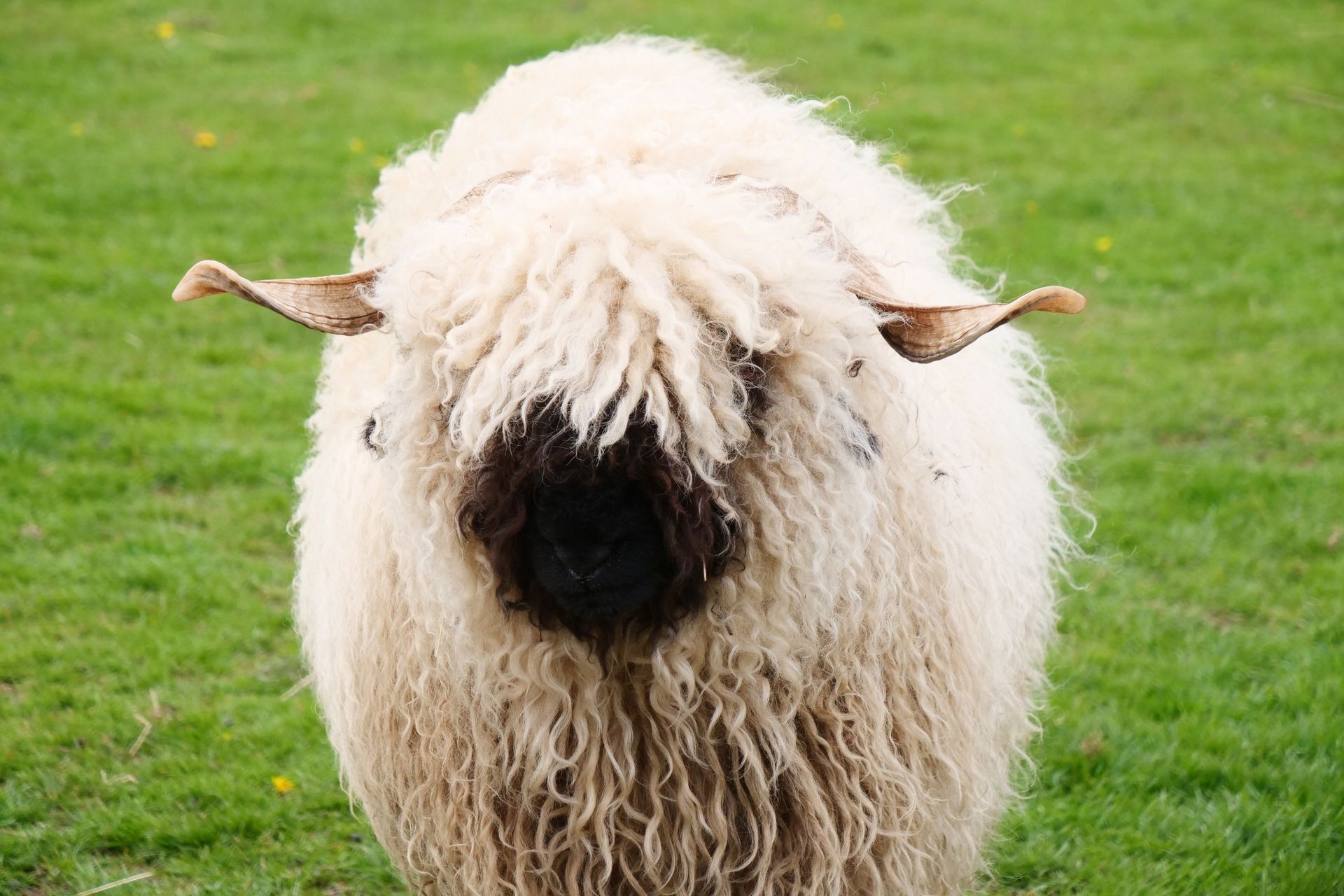 A sheep with a black spot on its face is standing in a grassy field.