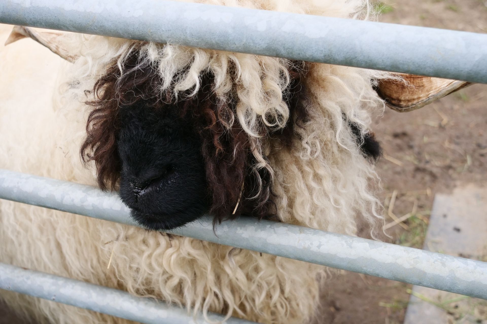 A close up of a sheep behind a metal fence