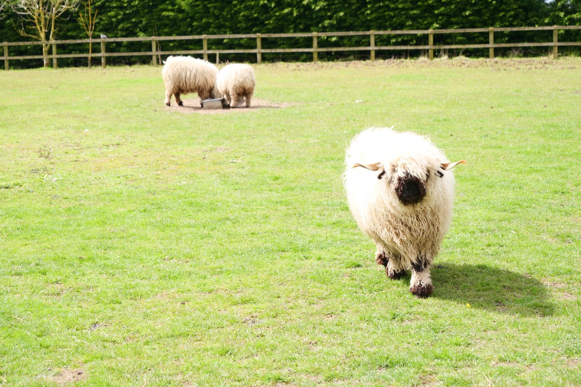 Three sheep are standing in a grassy field.