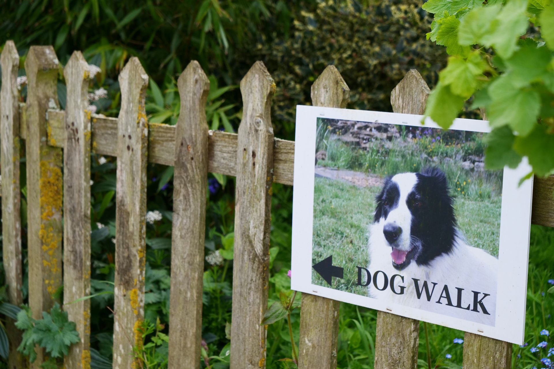 A wooden fence with a dog walk sign on it