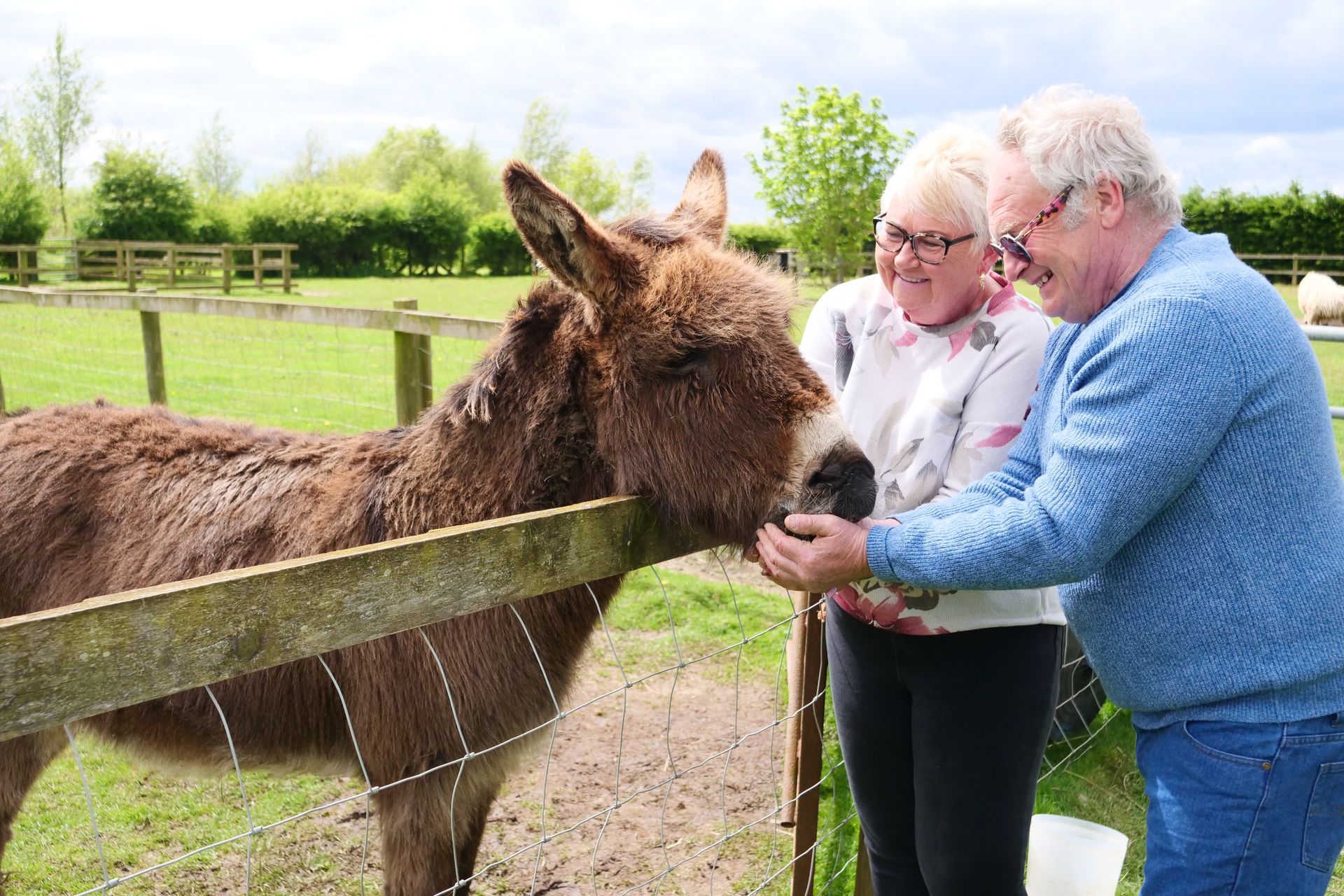 A man and a woman are petting a donkey in a field.