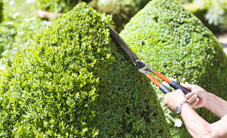 hedge cutters