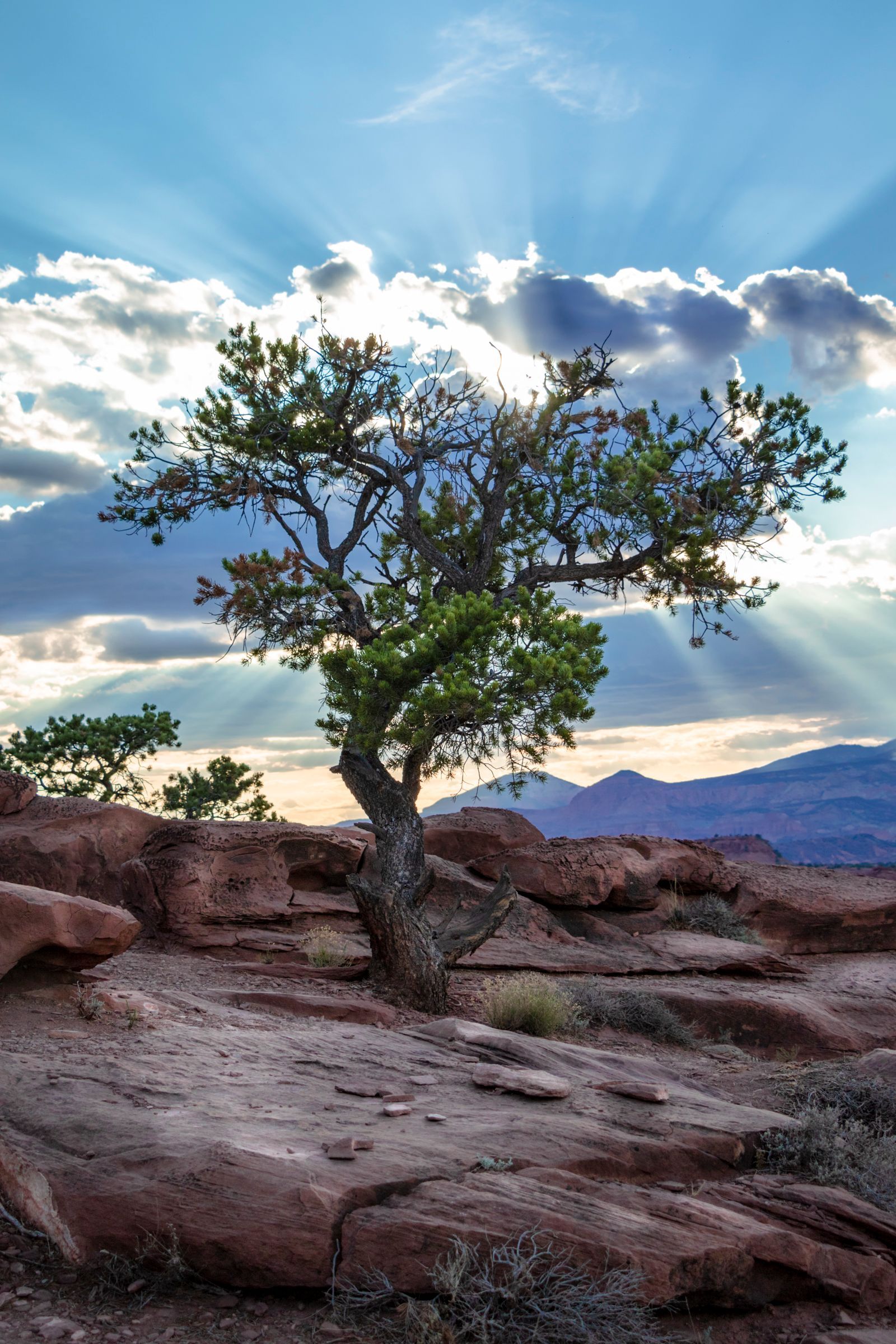 A tree in the middle of a desert with the sun shining through the clouds.