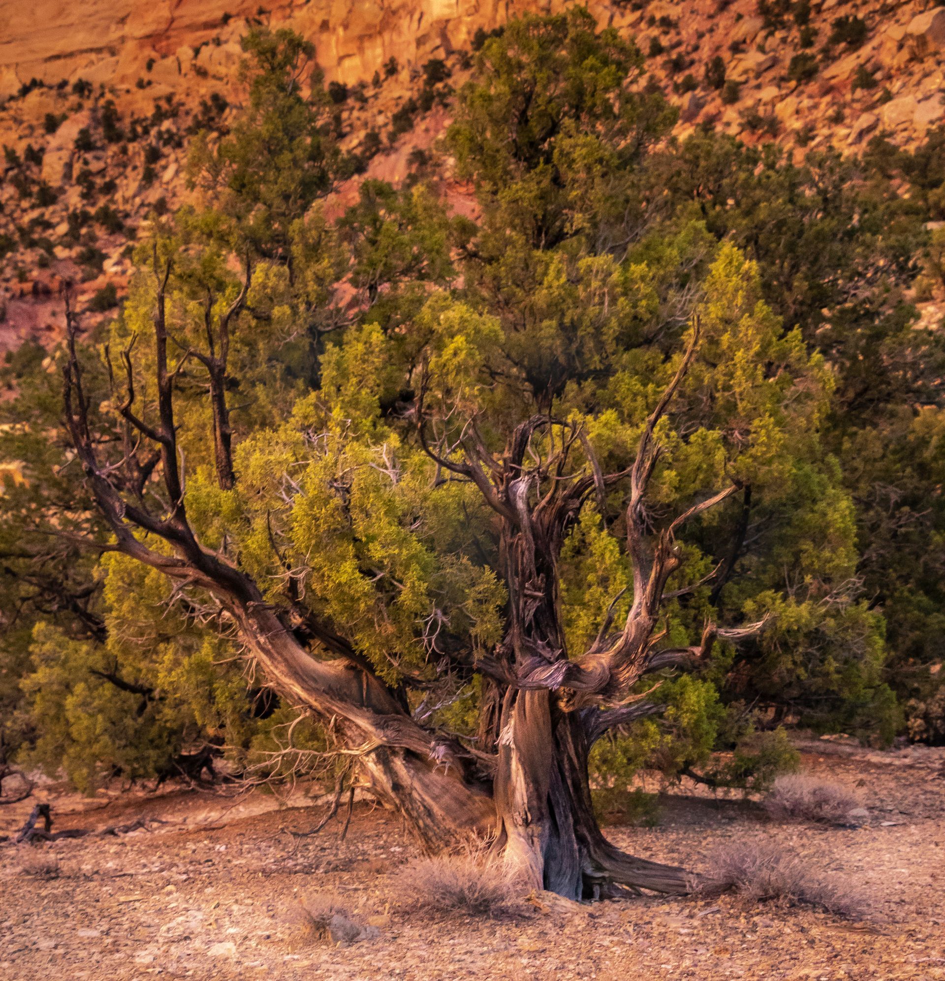 A tree with a lot of branches is in the middle of a desert.