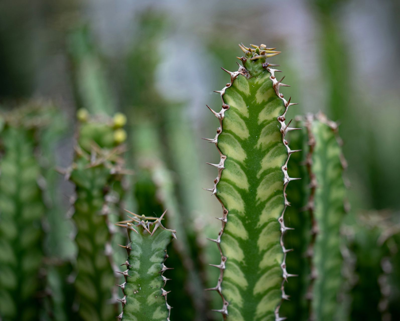 A close up of a cactus with a lot of thorns on it.