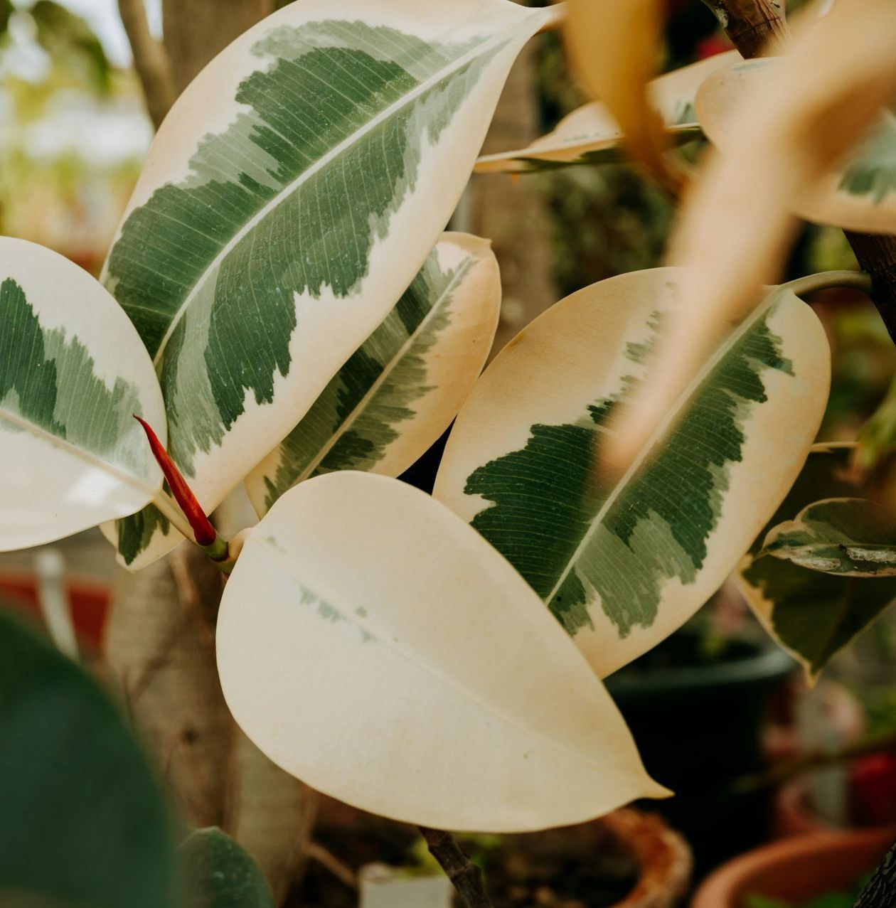 A close up of a plant with white and green leaves