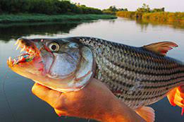 Fishing For Tiger Fish With Razor Sharp Teeth In Botswana Looks Like The  Craziest Adventure - BroBible