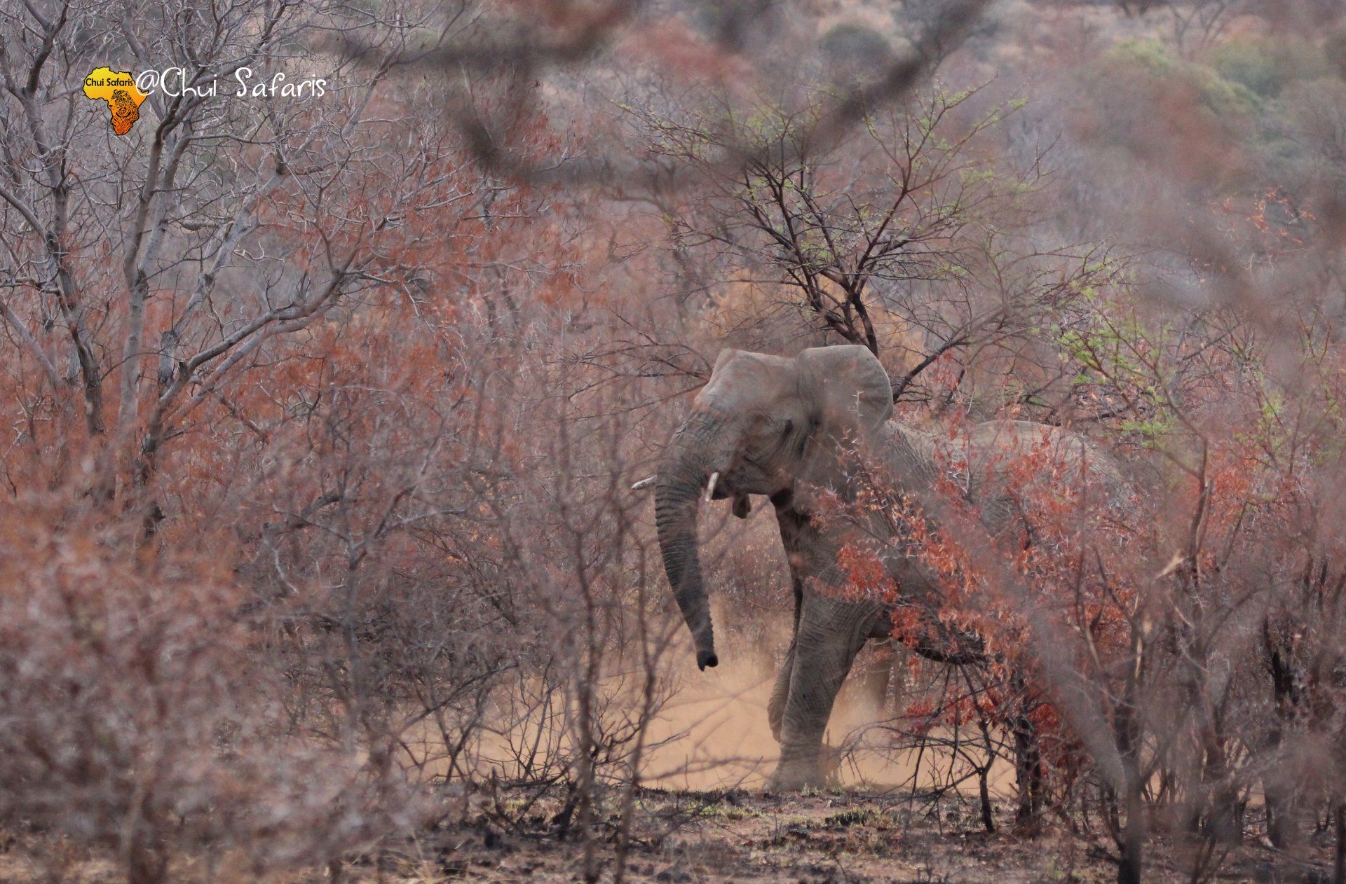 WOW, Look an Elephant: