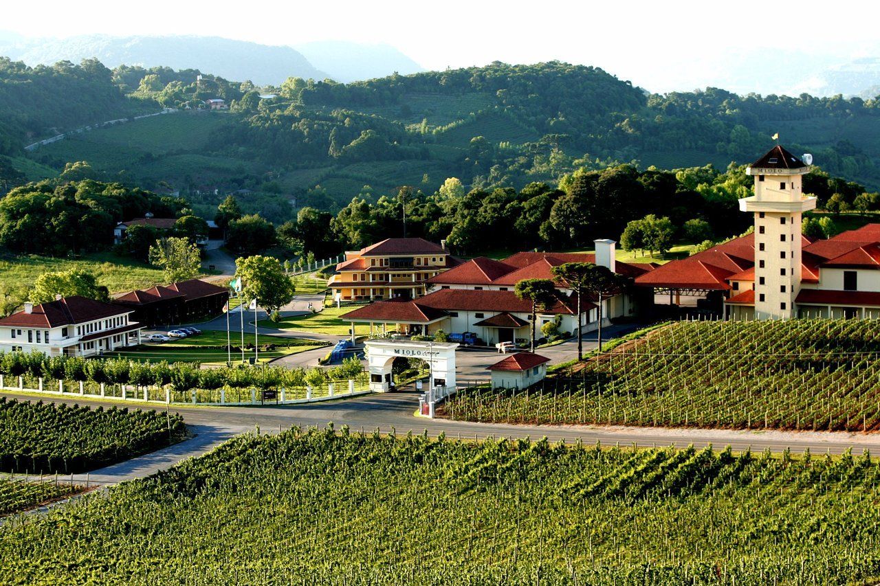 Vinícola Miolo em Bento Gonçalves com vales verdes sob a luz do sol ao fundo.