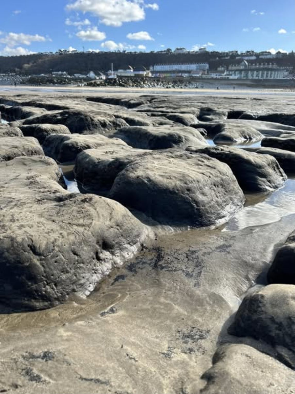 The ancient forrest at Westward Ho! only uncovers after a series of large swells then remains covered for years